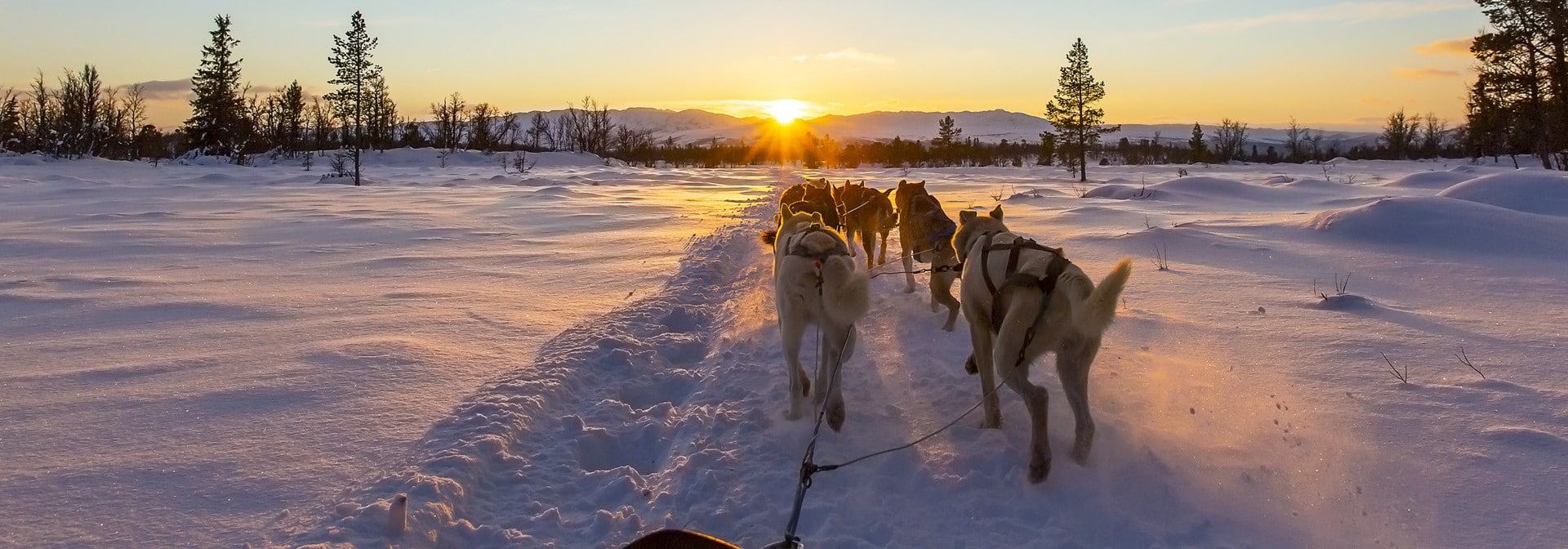 Dog Sledding Insurance Get A Quote SportsCover Direct