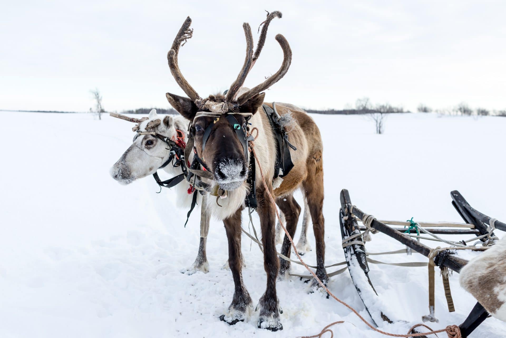 Reindeer Sledding Insurance SportsCover Direct