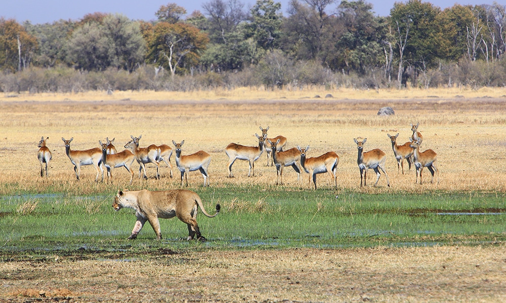 horse trek okavango