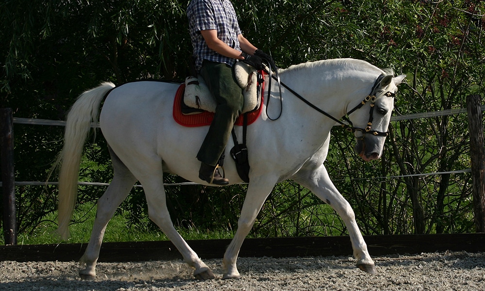 horse-trek-portugal