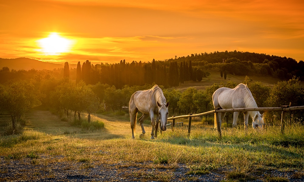 horse trek tuscany