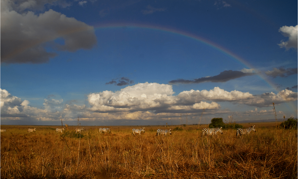 Kenya Wildlife Marathon Rainbow