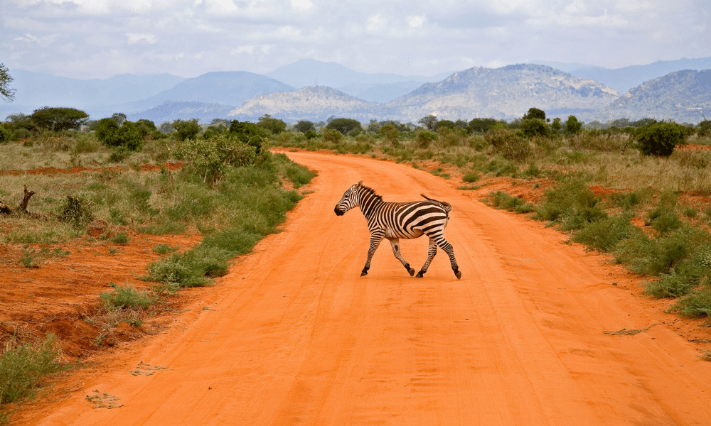 Kenya Wildlife Marathon Zebra