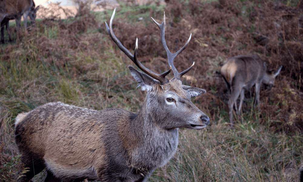 Stag in Scotland