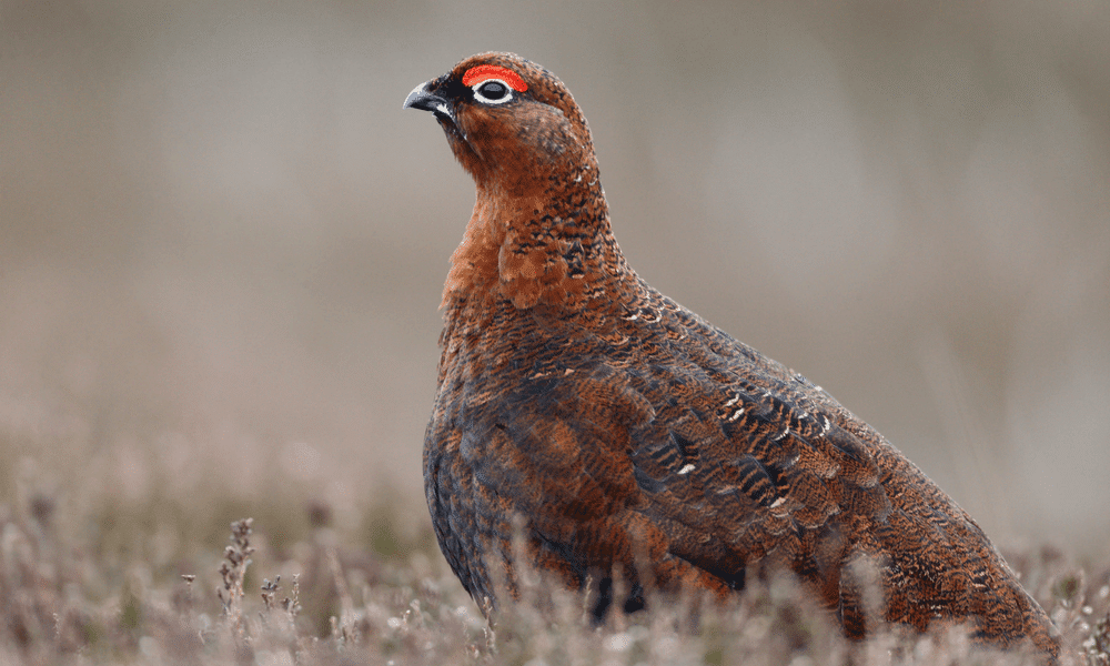 Red Grouse