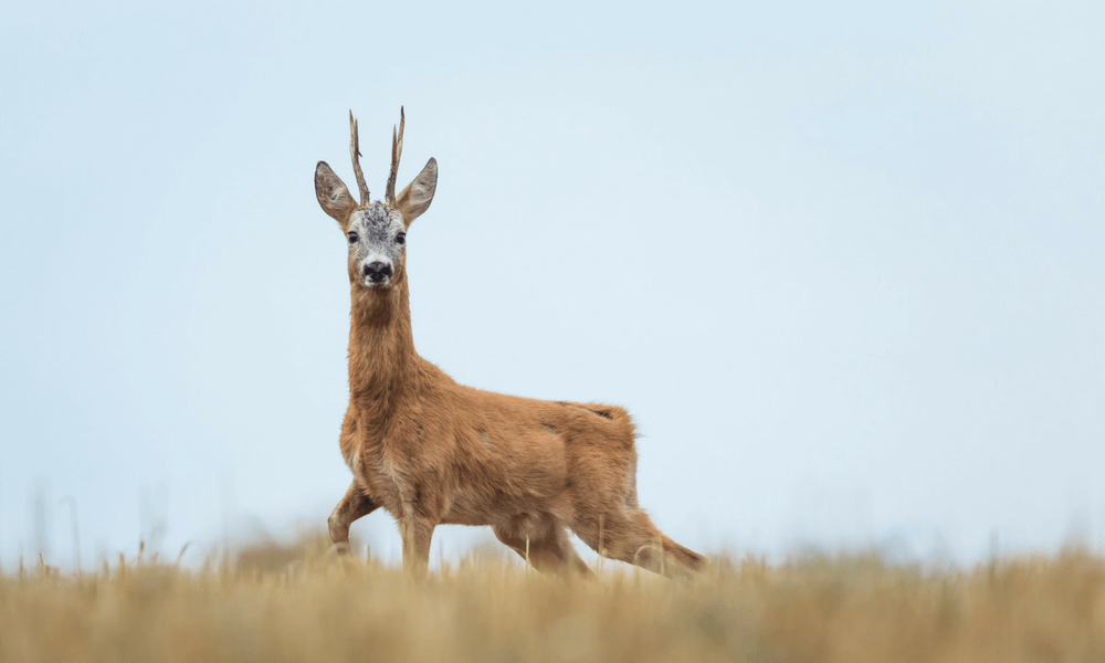 Roe Deer