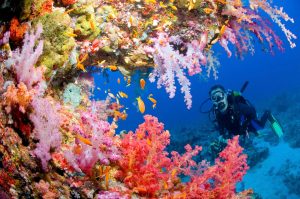 Scuba Diver near a coral reef