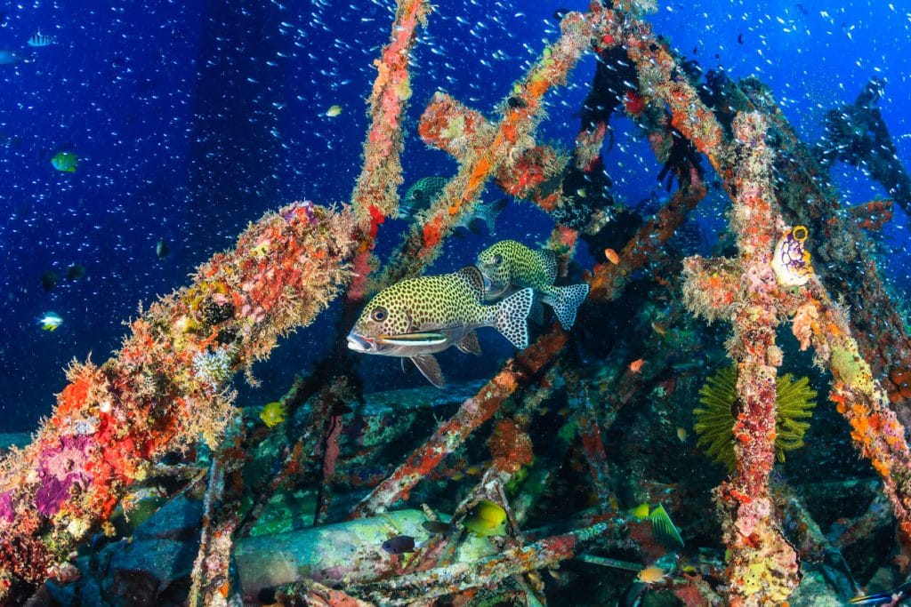 Scuba Diving in Malaysia