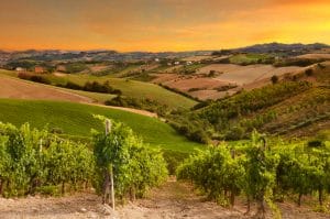 Vineyard on sunset