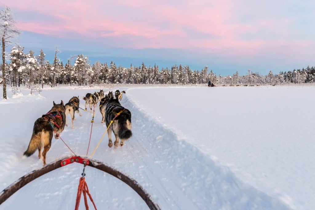 Dog sledding at sunset
