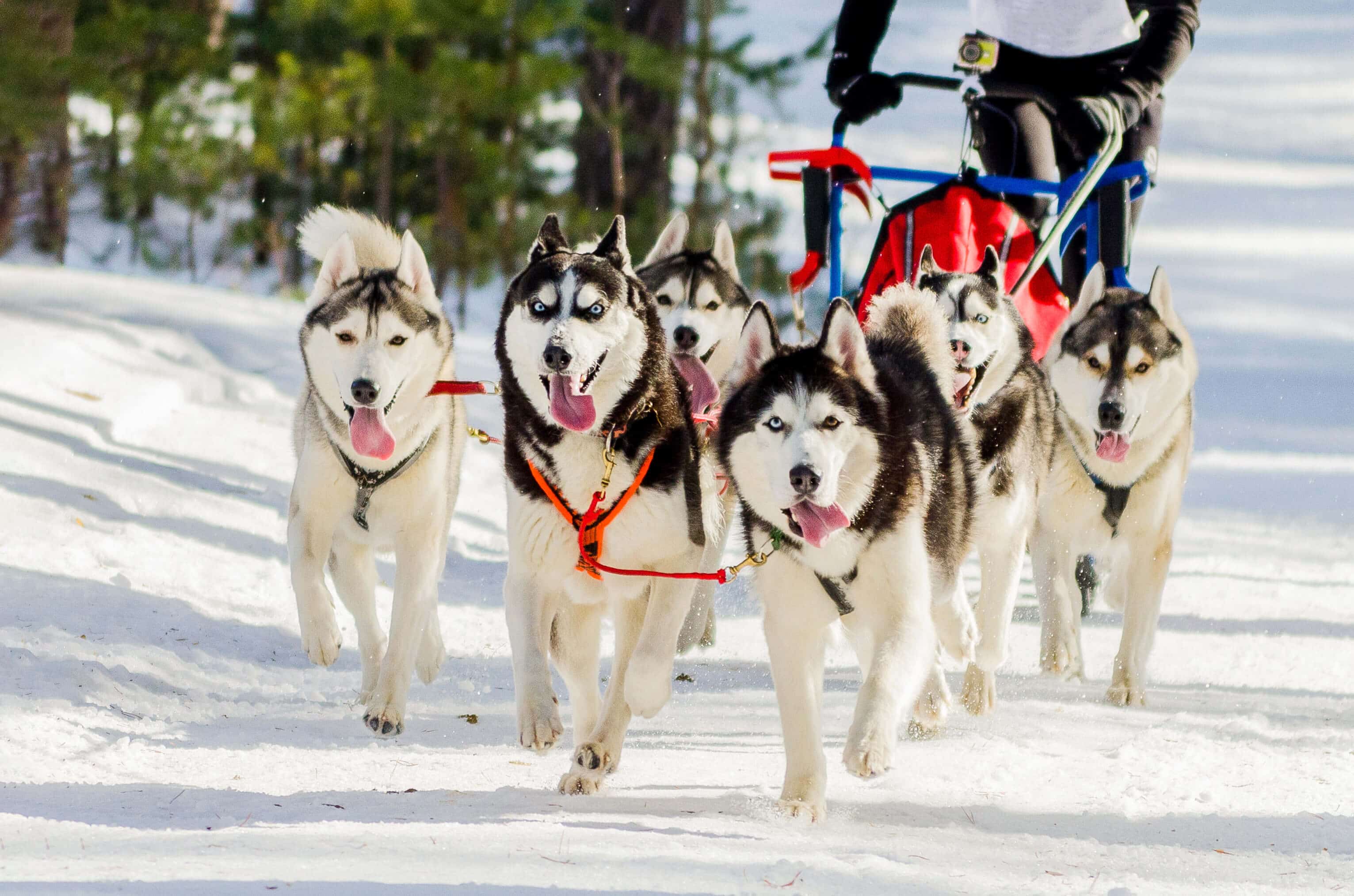 Dog Sledding Insurance Get A Quote SportsCover Direct