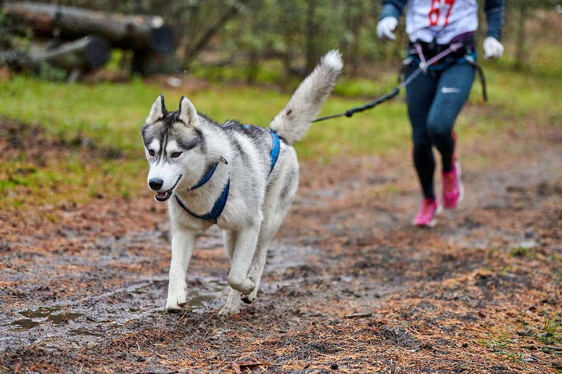 Husky with canicross lead