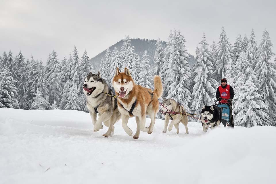 Man dog sledding with multiple huskies