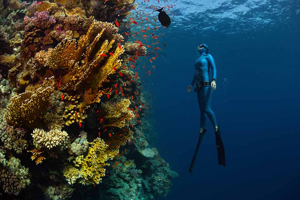 Free diver swimming up beside coral