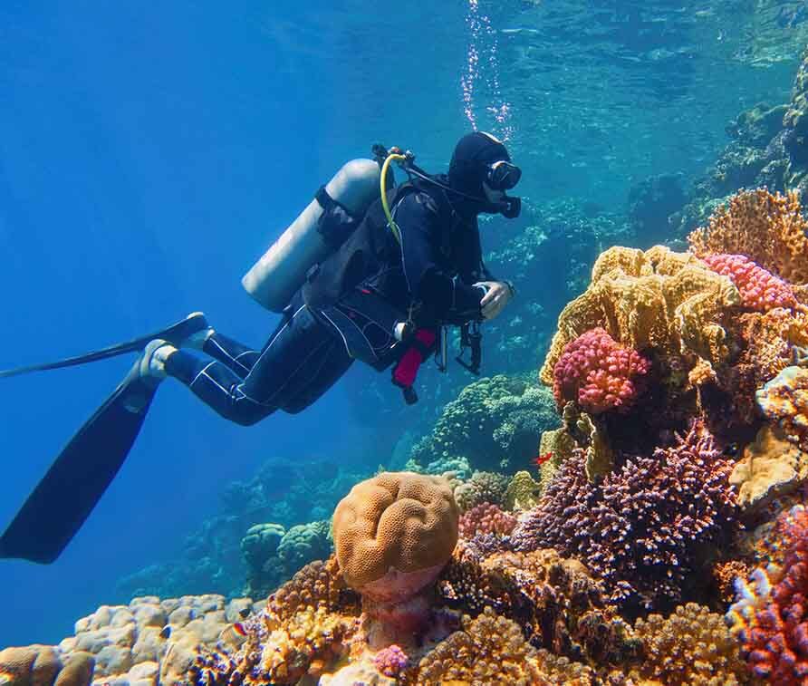 Scuba diva looking at coral