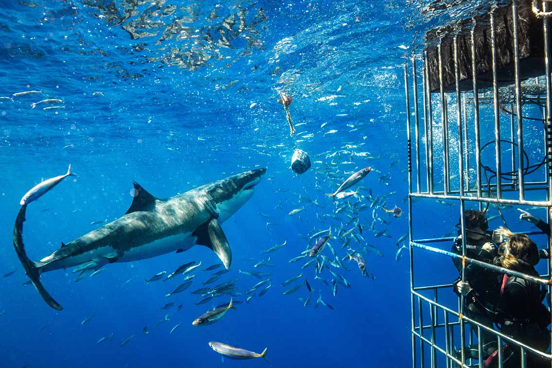 Shark beside cage divers