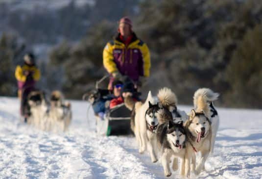 Dog sledding race