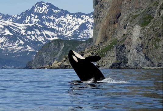Killer Whale in wild