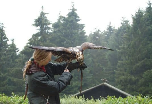 Why do you need Falconry Insurance r Why do you need Falconry Insurance r