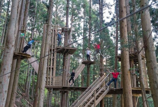 Young adults in a large forest obstacle course wearing harnesses