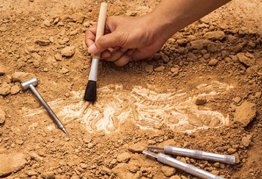 archaelogical dig fossil archaelogical dig fossil